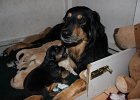 H-Wurf vom 19.01.2016 064 : H-Wurf vom 19.01.2016